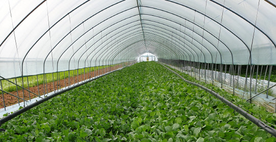 폴리페놀 채소 농장. <현대그린푸드 제공>